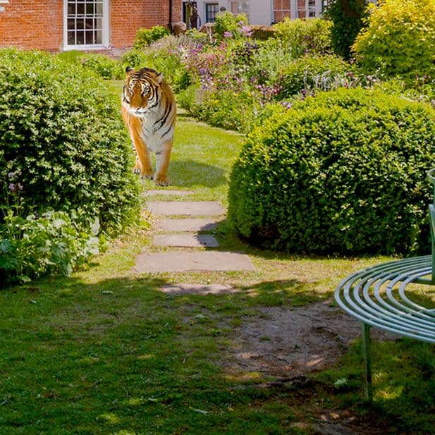 Charles_Bonnet_Syndrome_row_9