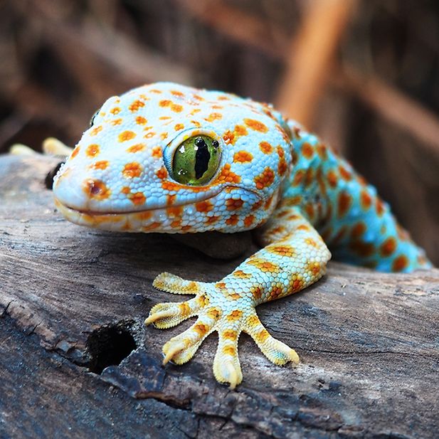 Animals_best_eyesight_row_8