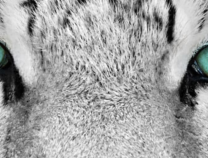 Animals_best_eyesight_row_1