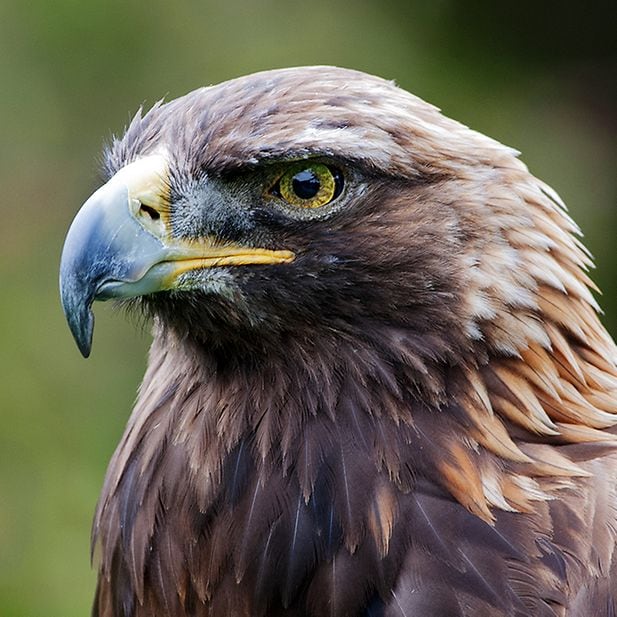 Animals_best_eyesight_row_3