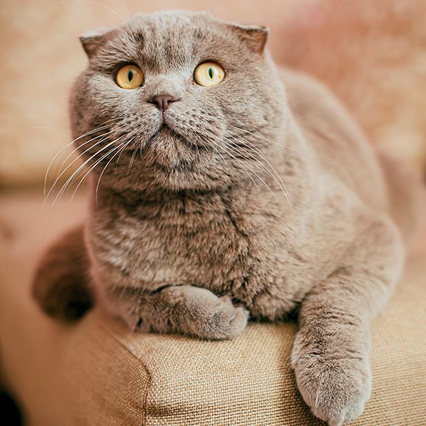 Animals_best_eyesight_row_7
