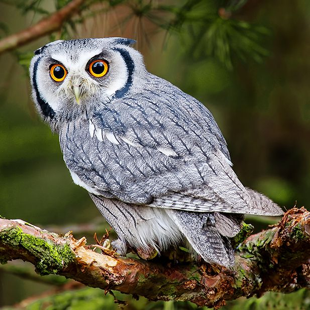 Animals_best_eyesight_row_4