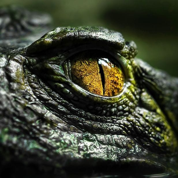 Animals_best_eyesight_row_9