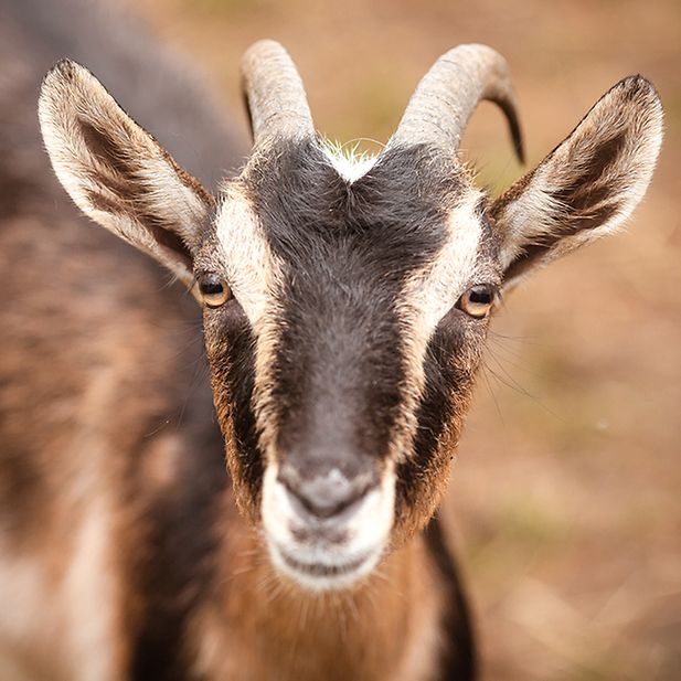 Animals_best_eyesight_row_10