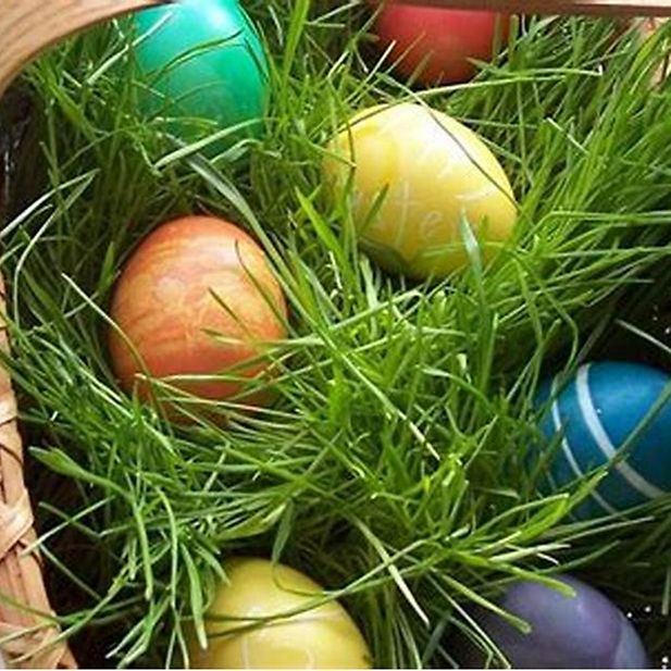 ww_Duygu_dummy_row_6