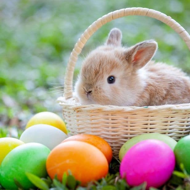 ww_Duygu_dummy_row_5